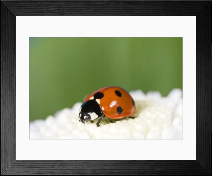 Framed Print : 7-Spot Ladybird on White Flower Norfolk UK Framed Print : 7-Spot Ladybird on White Flower Norfolk UK