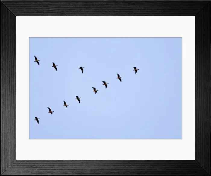 Framed Print : Pink-footed Geese flying in a V formation. Norfolk. UK Framed Print : Pink-footed Geese flying in a V formation. Norfolk. UK