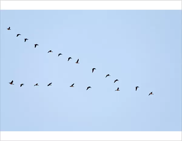 Pink-footed Geese flying in a V formation. Norfolk. UK