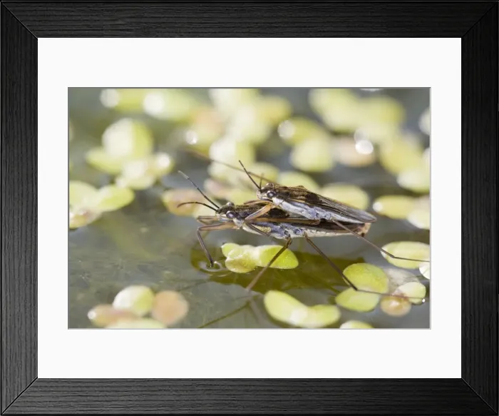 Framed Print : Common Pond Skaters - maring Framed Print : Common Pond Skaters - maring