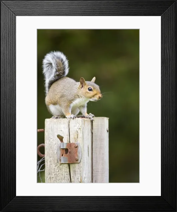 Framed Print : Grey Squirrel on wooden gate post Norfolk UK Framed Print : Grey Squirrel on wooden gate post Norfolk UK