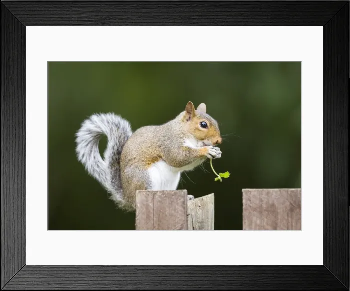 Framed Print : Grey Squirrel eating on wooden fence and holding leaf in paws. UK Framed Print : Grey Squirrel eating on wooden fence and holding leaf in paws. UK