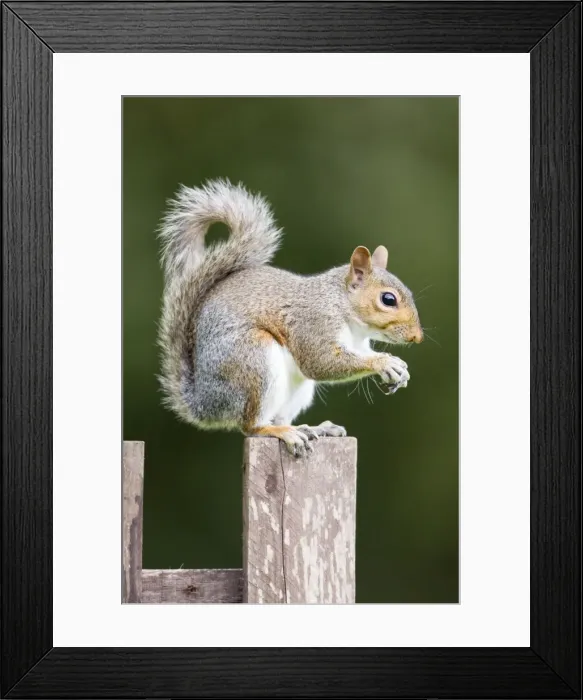 Framed Print : Grey Squirrel on wooden fence Norfolk UK Framed Print : Grey Squirrel on wooden fence Norfolk UK
