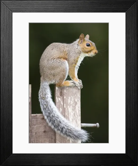 Framed Print : Grey Squirrel on wooden gate. UK Framed Print : Grey Squirrel on wooden gate. UK
