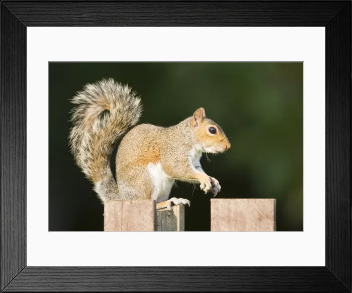 Framed Print : Grey Squirrel on wooden fence. UK Framed Print : Grey Squirrel on wooden fence. UK