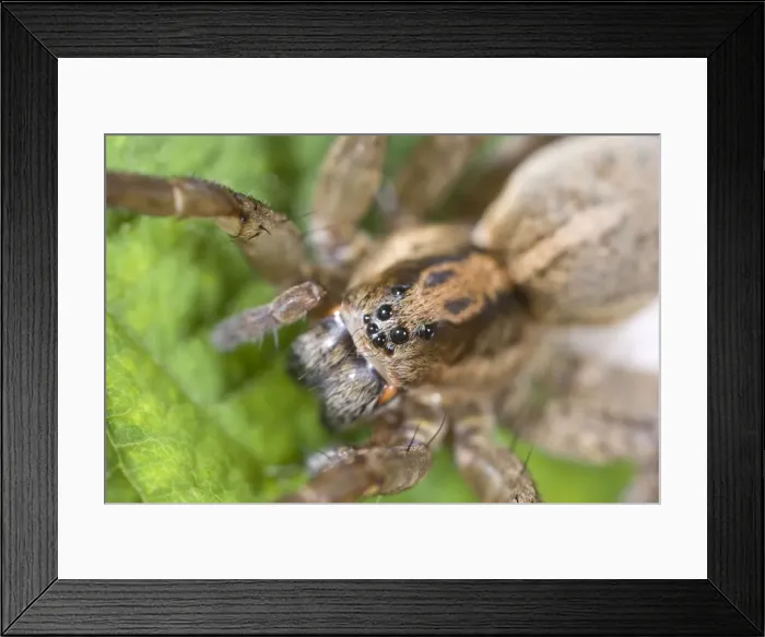 Framed Print : Wolf Spider showing eight eyes Norfolk UK Framed Print : Wolf Spider showing eight eyes Norfolk UK