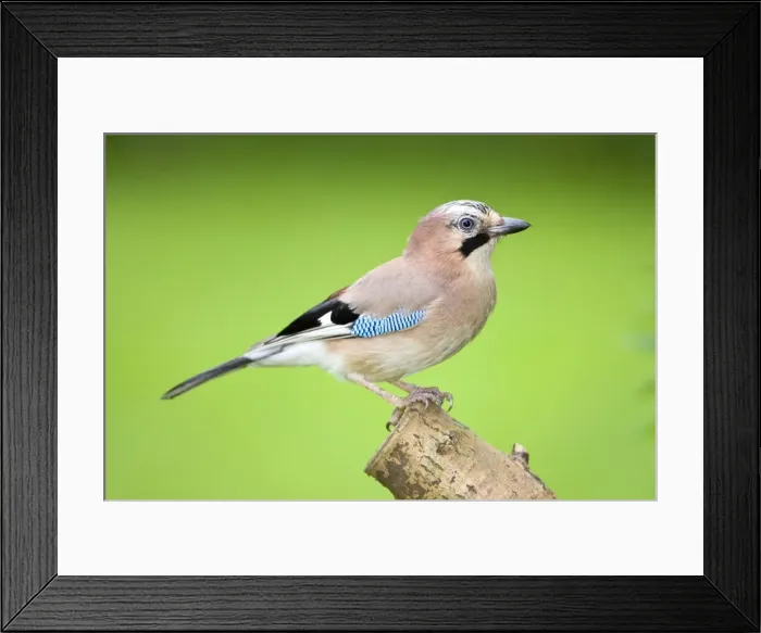 Framed Print : Jay perched on tree stump Norfolk UK Framed Print : Jay perched on tree stump Norfolk UK