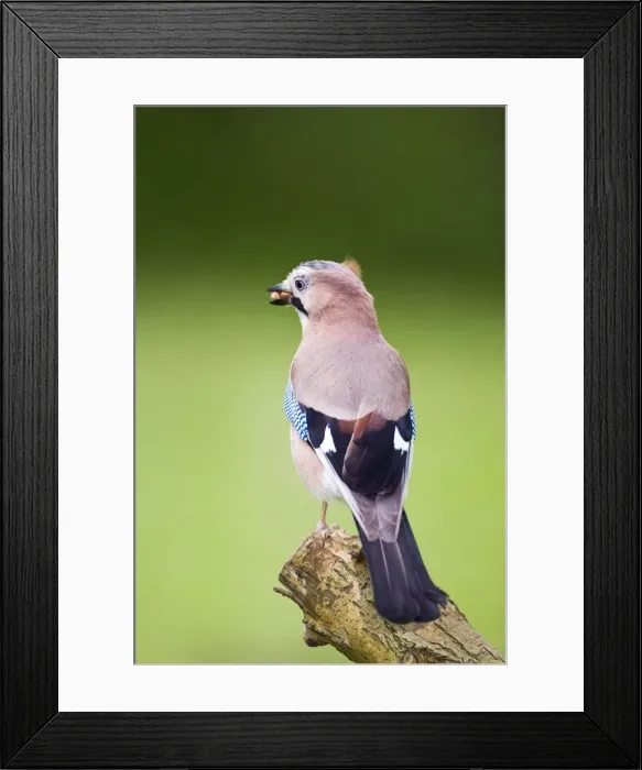 Framed Print : Jay perched on tree stump Norfolk UK Framed Print : Jay perched on tree stump Norfolk UK