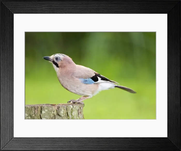 Framed Print : Jay perched on tree stump Norfolk UK Framed Print : Jay perched on tree stump Norfolk UK