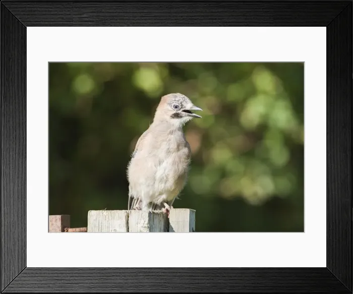 Framed Print : Jay - Juvenile perched on tree stump Norfolk UK Framed Print : Jay - Juvenile perched on tree stump Norfolk UK
