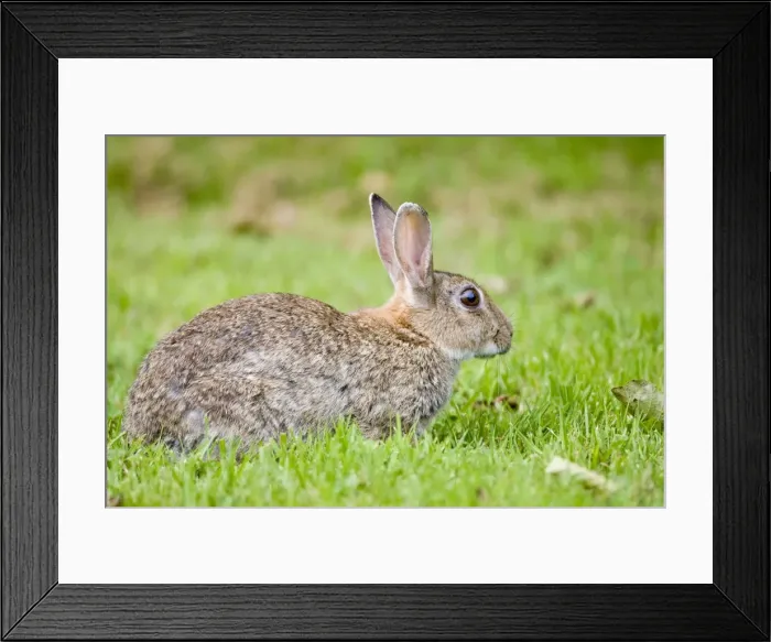Framed Print : Rabbit Norfolk UK Framed Print : Rabbit Norfolk UK