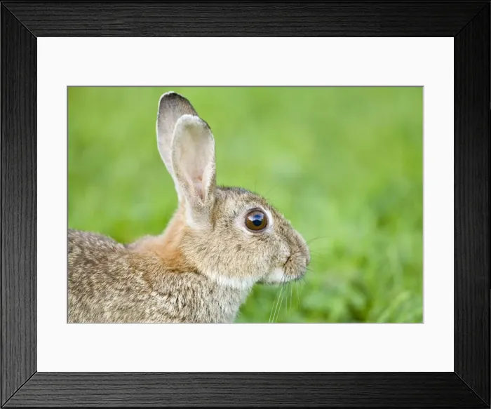 Framed Print : Rabbit Norfolk UK Framed Print : Rabbit Norfolk UK