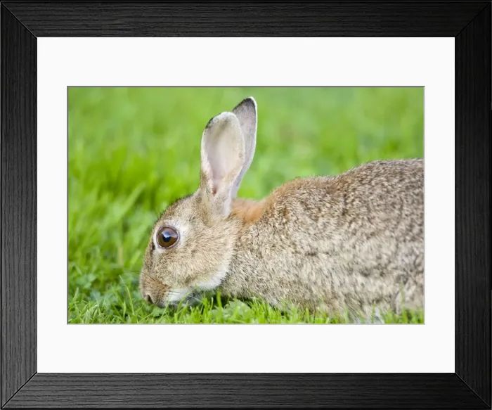 Framed Print : Rabbit Norfolk UK Framed Print : Rabbit Norfolk UK