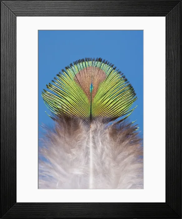 Framed Print : Peacock - Feather of male Framed Print : Peacock - Feather of male