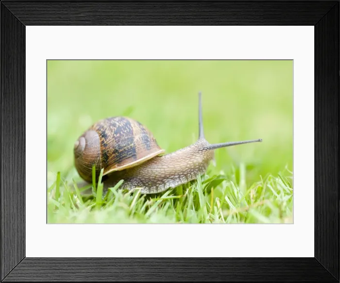 Framed Print : Common Snail on lawn Norfolk UK