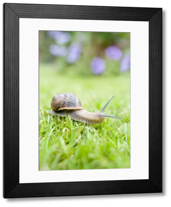 Framed Print : Common Snail on lawn with flower border behind Norfolk UK Framed Print : Common Snail on lawn with flower border behind Norfolk UK