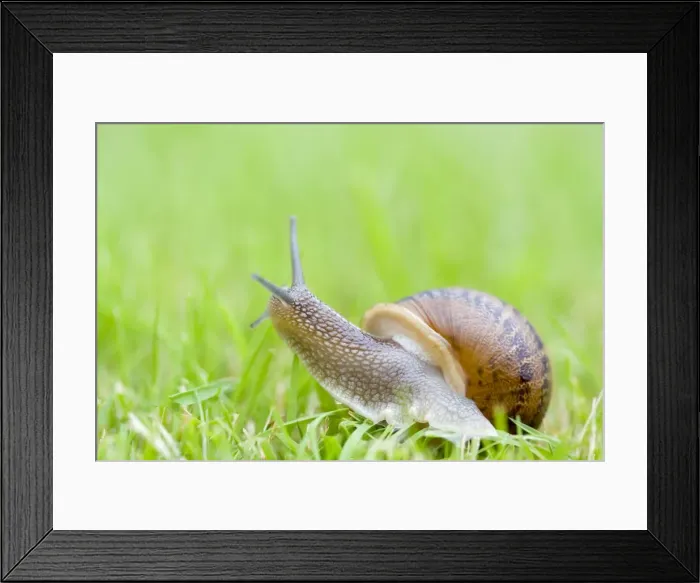 Framed Print : Common Snail on lawn Norfolk UK Framed Print : Common Snail on lawn Norfolk UK