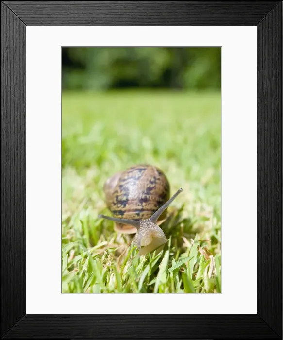 Framed Print : Common Snail on lawn Norfolk UK Framed Print : Common Snail on lawn Norfolk UK