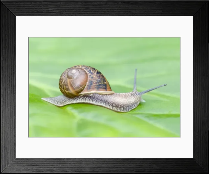 Framed Print : Common Snail on leaf Framed Print : Common Snail on leaf