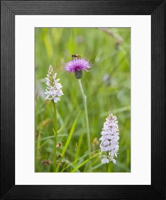 Framed Print : Hover Fly on Meadow Thistle with Heath Spotted Orchids (Helophilus pendulus). Norfolk UK