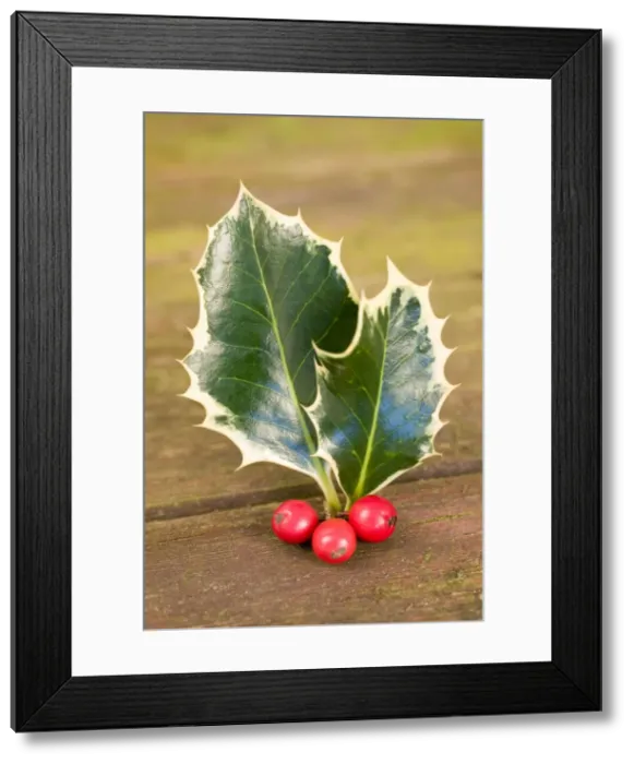 Framed Print : Holly Leaves and berries Framed Print : Holly Leaves and berries