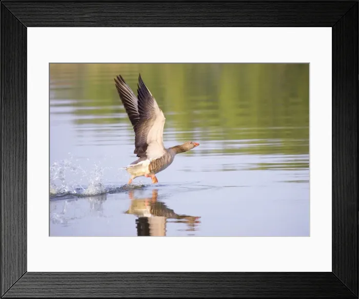 Framed Print : Greylag Goose - taking flight - Hickling Broad Norfolk England Framed Print : Greylag Goose - taking flight - Hickling Broad Norfolk England