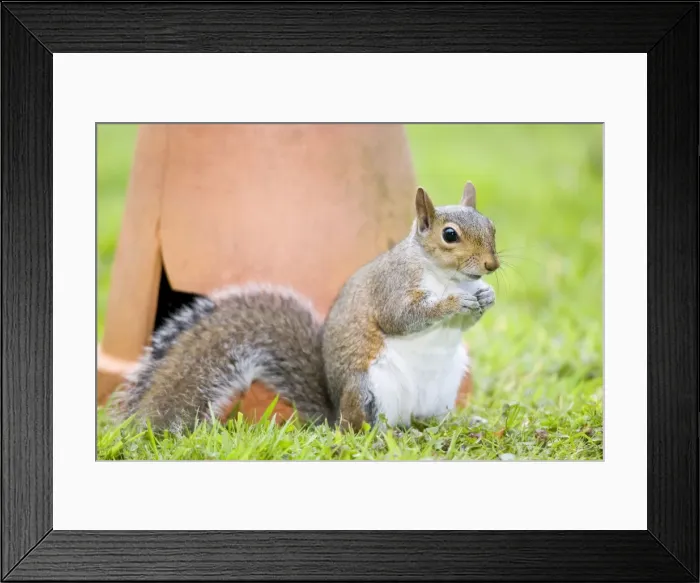 Framed Print : Grey Squirrel - sitting by flower pot - Norfolk England Framed Print : Grey Squirrel - sitting by flower pot - Norfolk England