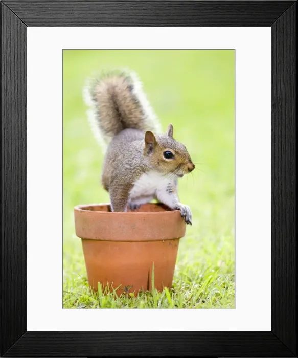 Framed Print : Grey Squirrel - sitting on flower pot - Norfolk England Framed Print : Grey Squirrel - sitting on flower pot - Norfolk England