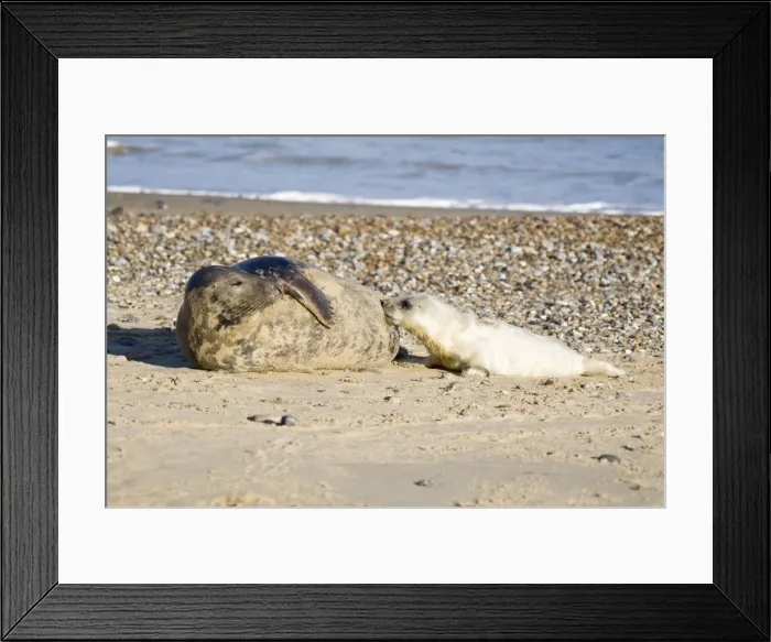 Framed Print : Grey Seal - pup on beach suckling from cow - Norfolk England Framed Print : Grey Seal - pup on beach suckling from cow - Norfolk England