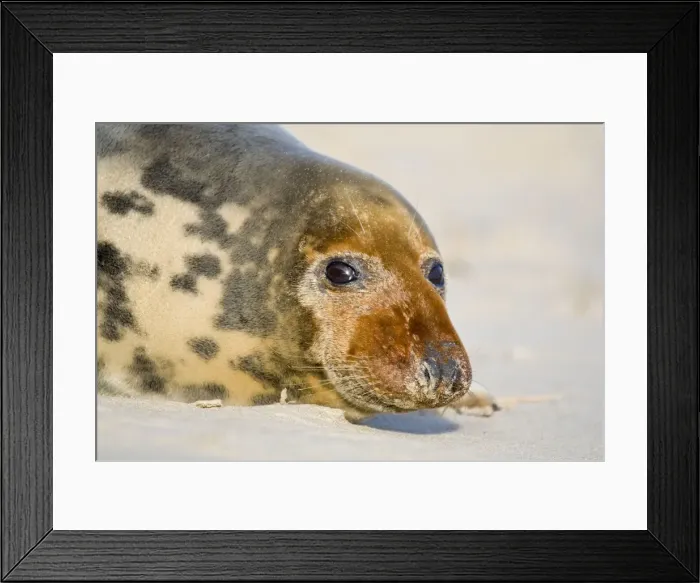 Framed Print : Grey Seal - cow lying on beach - Norfolk England Framed Print : Grey Seal - cow lying on beach - Norfolk England