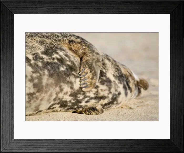 Framed Print : Grey Seal - cow lying on beach showing front flippers - Norfolk England Framed Print : Grey Seal - cow lying on beach showing front flippers - Norfolk England