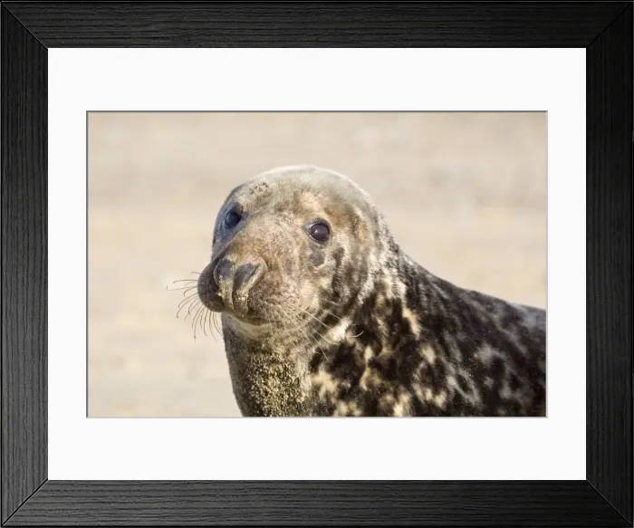 Framed Print : Grey Seal - cow lying on beach - Norfolk England Framed Print : Grey Seal - cow lying on beach - Norfolk England