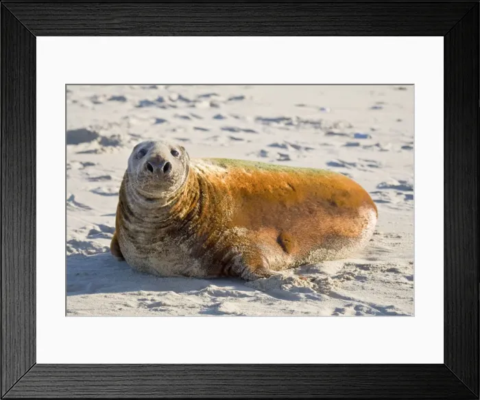 Framed Print : Grey Seal - bull with colourful coat lying on beach - Norfolk England Framed Print : Grey Seal - bull with colourful coat lying on beach - Norfolk England