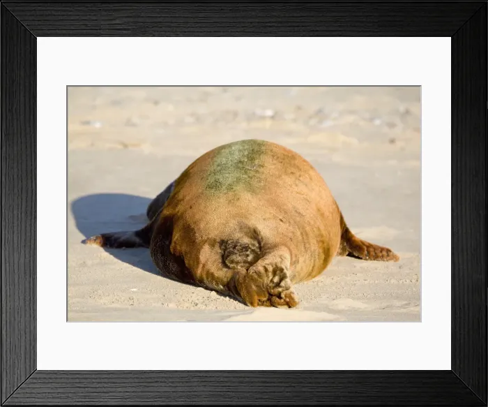 Framed Print : Grey Seal - rear end of bull with colourful coat lying on beach - Norfolk England Framed Print : Grey Seal - rear end of bull with colourful coat lying on beach - Norfolk England