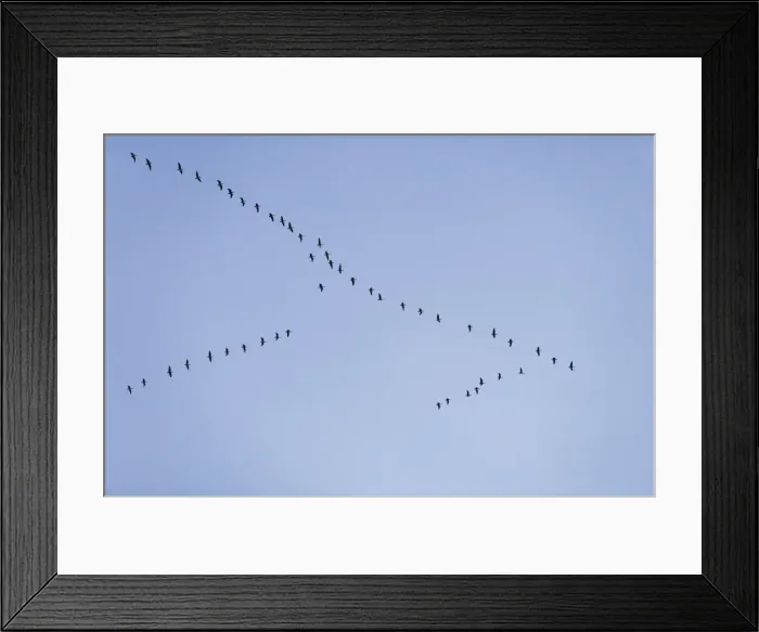 Framed Print : Pink-footed Geese - skein in flight - October - Norfolk England Framed Print : Pink-footed Geese - skein in flight - October - Norfolk England