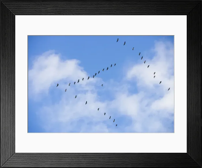 Framed Print : Pink-footed Geese - skein in flight - October - Norfolk England Framed Print : Pink-footed Geese - skein in flight - October - Norfolk England