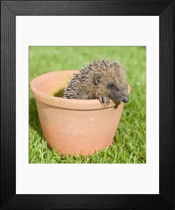 Framed Print : Hedgehog - Juvenile in flower pot - Norfolk England Framed Print : Hedgehog - Juvenile in flower pot - Norfolk England