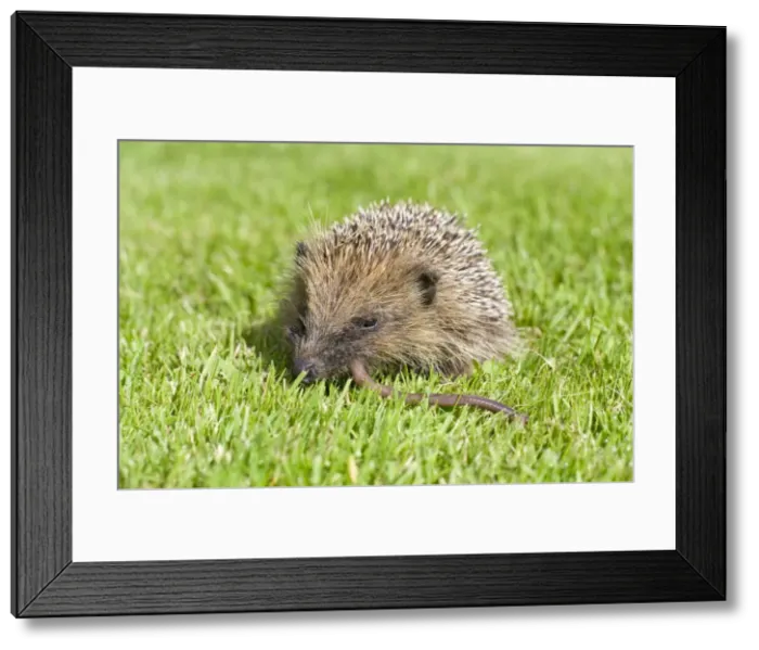Framed Print : Hedgehog - juvenile eating earthworm on lawn - Norfolk England Framed Print : Hedgehog - juvenile eating earthworm on lawn - Norfolk England
