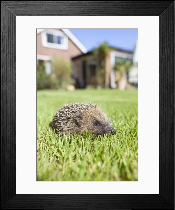 Framed Print : Hedgehog - juvenile on garden lawn in daylight with house behind - September - Norfolk England Framed Print : Hedgehog - juvenile on garden lawn in daylight with house behind - September - Norfolk England