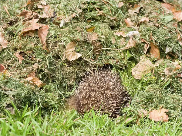 Hedgehog - juvenile burrowing into pile of garden leaves for hibernation - September - Norfolk England