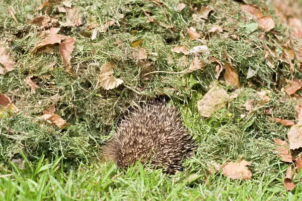 Hedgehog - juvenile burrowing into pile of garden leaves for hibernation - September - Norfolk England