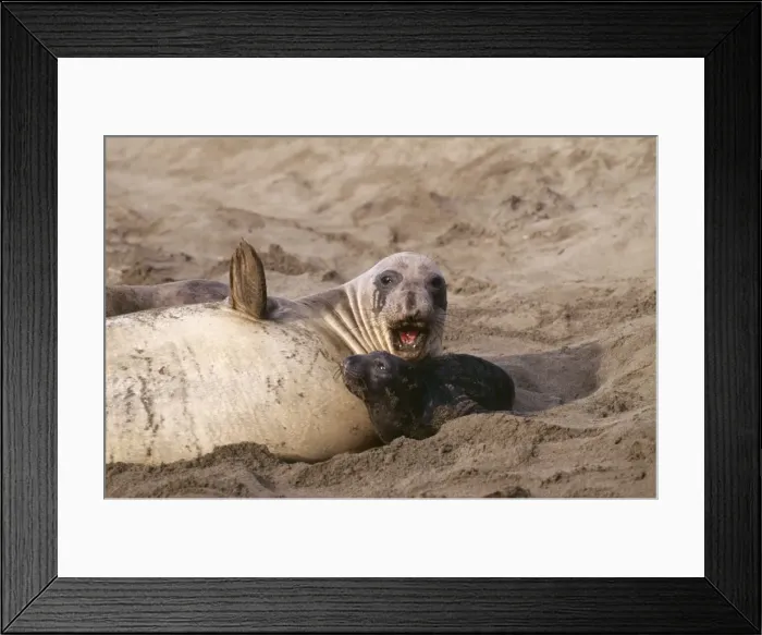 Framed Print : Northern Elephant Seal FG 10240 Mother and pup, Central California, USA Mirounga angustirostris © Francois Gohier / ARDEA LONDON Framed Print : Northern Elephant Seal FG 10240 Mother and pup, Central California, USA Mirounga angustirostris © Francois Gohier / ARDEA LONDON