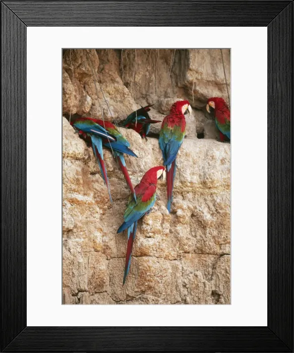 Framed Print : Green-Winged Macaw FG 10746 At a clay lick, Manu National Park, Peru. Ara chloroptera © Francois Gohier / ARDEA LONDON Framed Print : Green-Winged Macaw FG 10746 At a clay lick, Manu National Park, Peru. Ara chloroptera © Francois Gohier / ARDEA LONDON