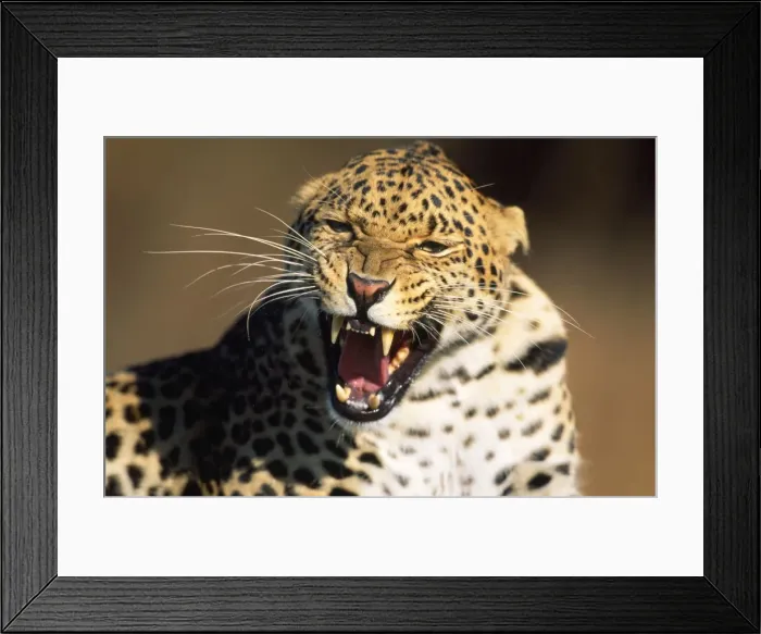 Framed Print : Spotted Leopard Africa Framed Print : Spotted Leopard Africa