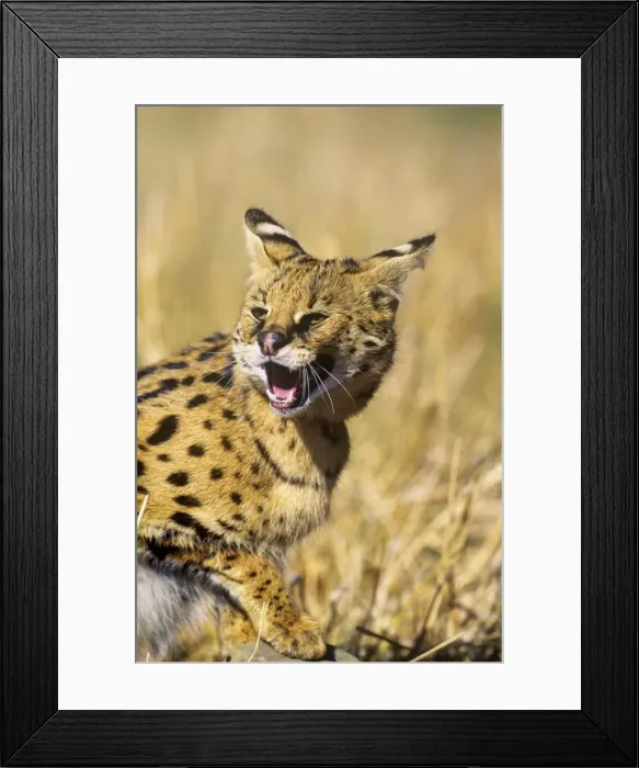Framed Print : Serval - showing aggression Africa Framed Print : Serval - showing aggression Africa