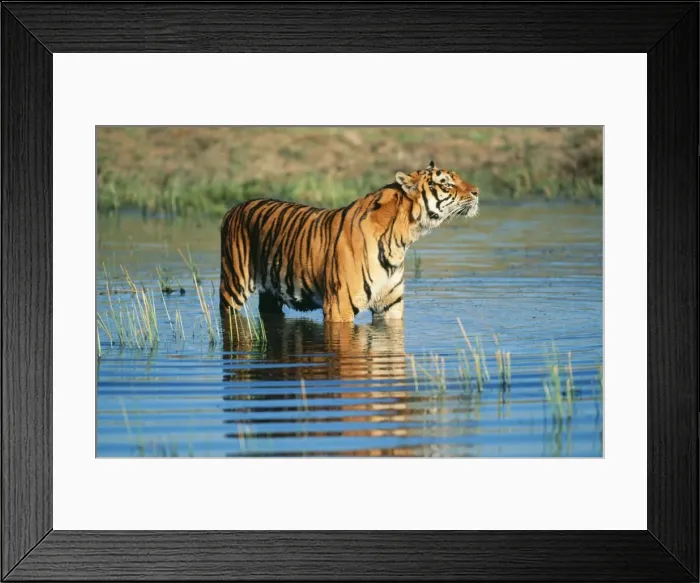Framed Print : Bengal Tiger FG 11014 Sniffing Panthera tigris tigris © Francois Gohier / ARDEA LONDON Framed Print : Bengal Tiger FG 11014 Sniffing Panthera tigris tigris © Francois Gohier / ARDEA LONDON