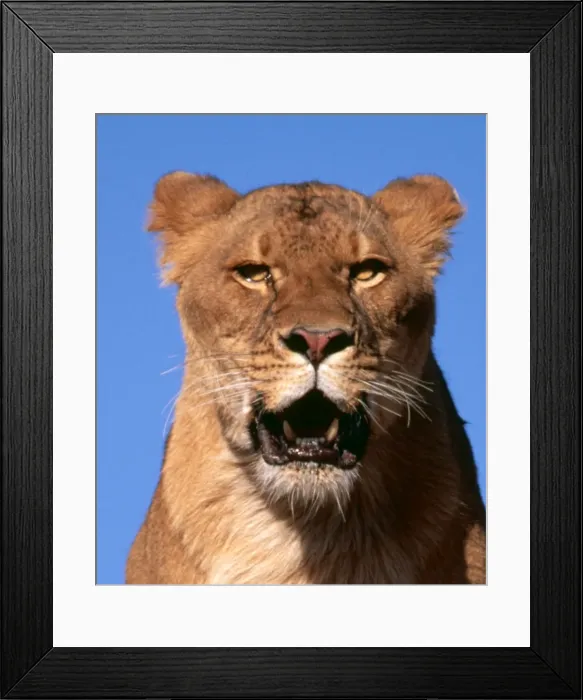 Framed Print : Lion FG 11036-C Close up head, Africa Panthera leo © Francois Gohier / ARDEA LONDON Framed Print : Lion FG 11036-C Close up head, Africa Panthera leo © Francois Gohier / ARDEA LONDON