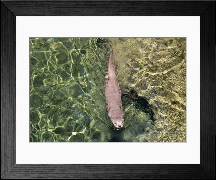 Framed Print : River Otter FG 1106 Lutra canadensis - Swimming, USA © Francois Gohier ARDEA LONDON Framed Print : River Otter FG 1106 Lutra canadensis - Swimming, USA © Francois Gohier ARDEA LONDON