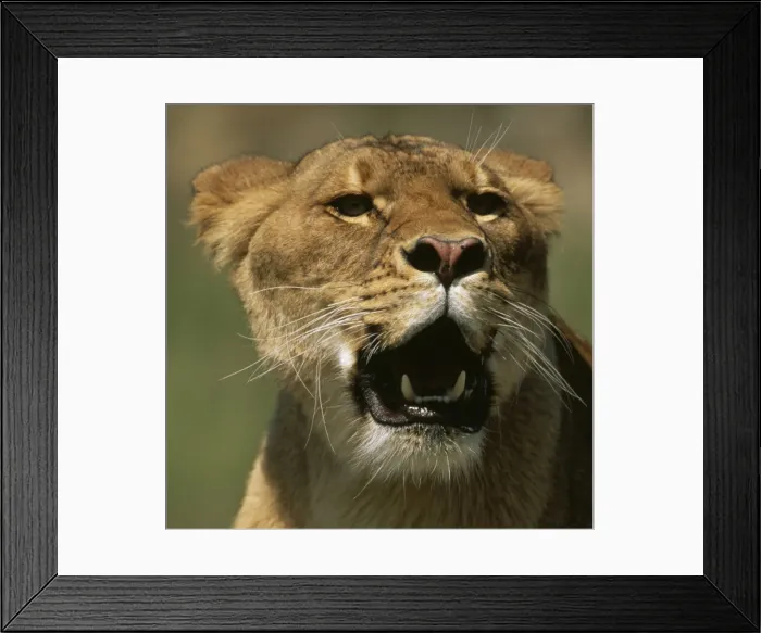 Framed Print : Lion FG 11199 (C) Panthera Leo © Francois Gohier / ARDEA LONDON Framed Print : Lion FG 11199 (C) Panthera Leo © Francois Gohier / ARDEA LONDON