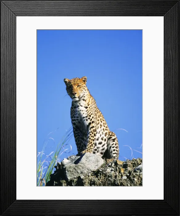 Framed Print : Leopard FG 11258 Panthera pardus © Francois Gohier / ARDEA LONDON Framed Print : Leopard FG 11258 Panthera pardus © Francois Gohier / ARDEA LONDON